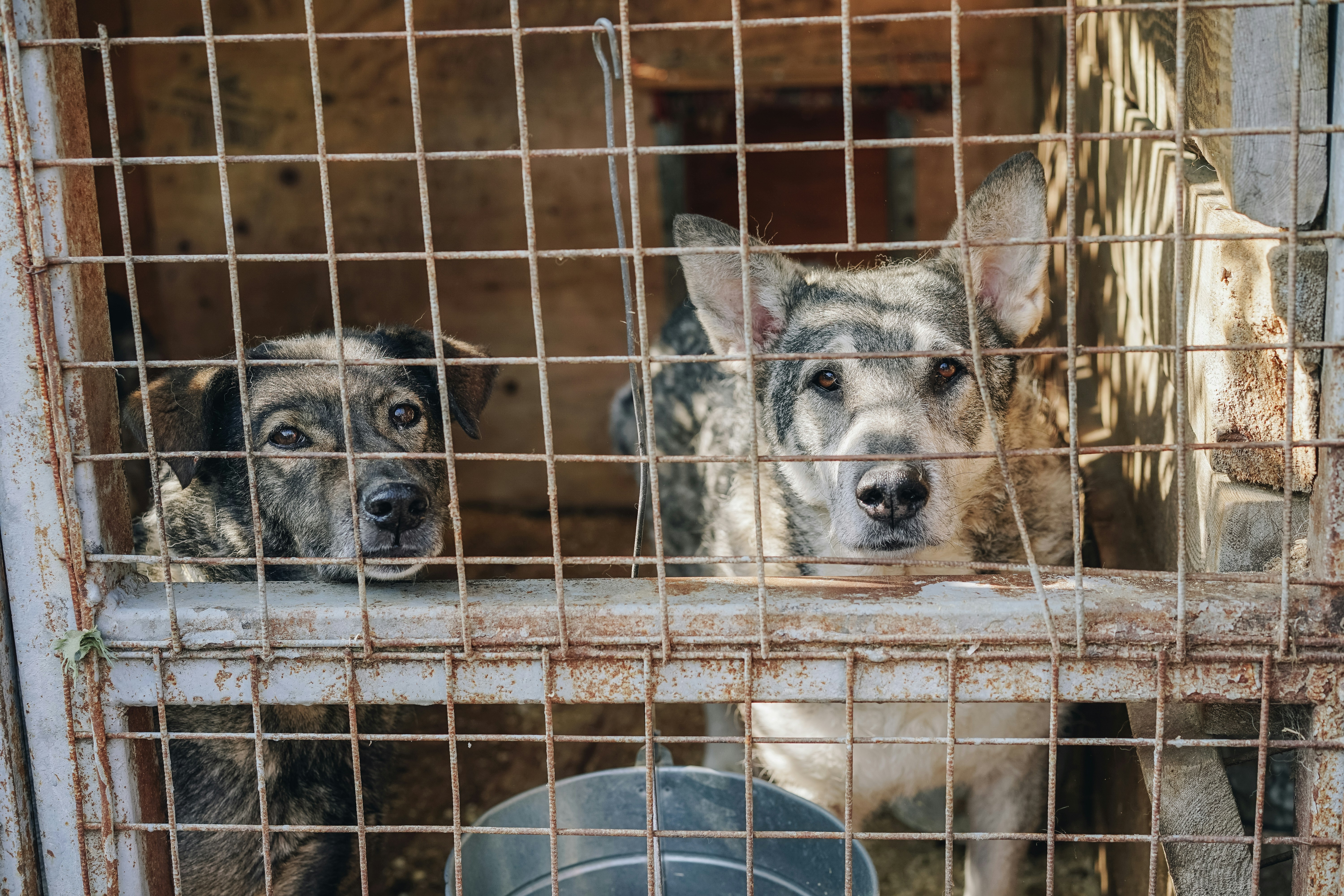 Animal Control & Animal Welfare Training Courses | Keep It Humane