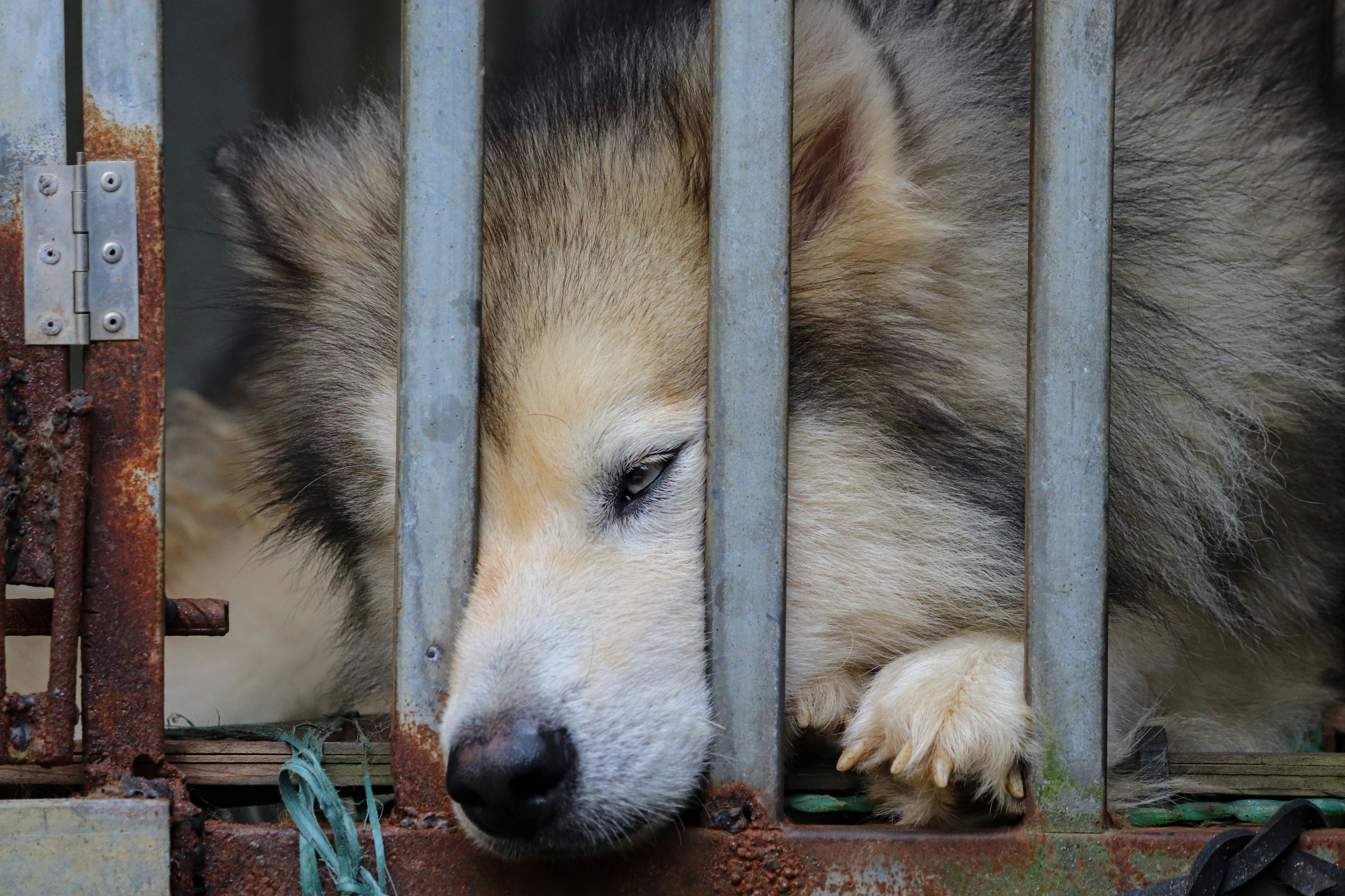 Animal Control & Animal Welfare Training Courses | Keep It Humane