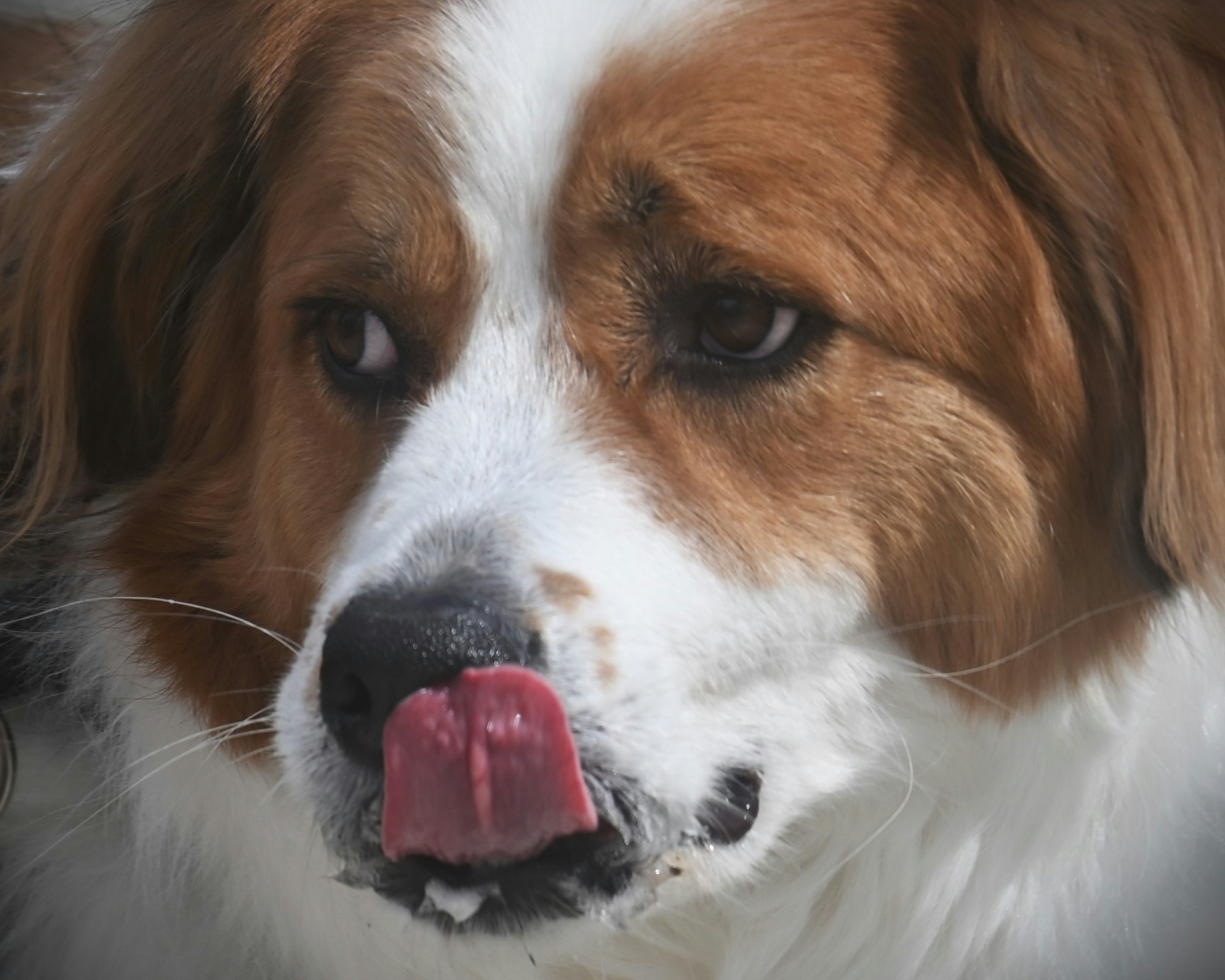 Animal Control & Animal Welfare Training Courses | Keep It Humane
